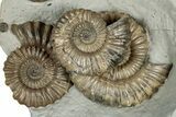 Concretion with Ammonite (Androgynoceras) Fossils - England #350693-1